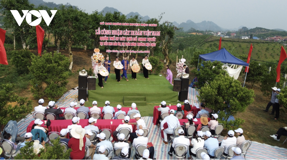 Quần thể 57 cây chè Shan Tuyết cổ thụ ở Mộc Châu trở thành cây di sản